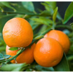 Μανταρινιά Κλημεντίνη