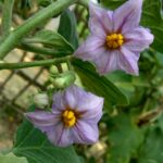 Μελιτζάνα Λαγκαδά - Solanum melongena