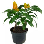 Γαριδάκι - Beloperone guttata Pachystachys lutea