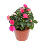 Έρωτας διπλός - Ιmpatiens walleriana double mix color