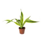 Δράκαινα – Dracaena fragrans Lemon Lime