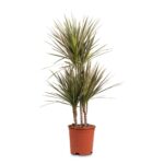 Δράκενα - Dracaena Marginata Bicolor