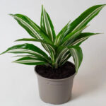 Δράκαινα - Dracaena Fragrans 'Warneckii