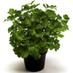 Μαϊντανός - Petroselinum crispum 0,6 lt