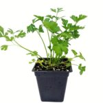 Σέλινο Σπορόφυτο