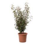 Ελαίαγνος – Elaeagnus ebbingei