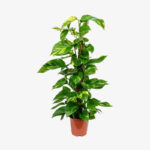 Πόθος - Epipremnum aureum Mosstok