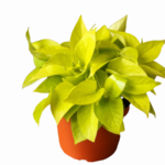 Φυλλόδεντρο - Philodendron Scand. Subsp. Micans