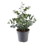 Eucalyptus cinerea - Ευκάλυπτος