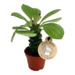 Euphorbia Ritchiei
