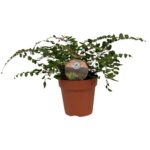 Φτέρη - Pellaea Rotundifolia