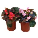 Βιγόνια - Begonia Semperflorens