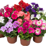 Πετούνια - Petunia hybrida