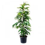 Φίκος Αμστελ – Ficus Amstel King