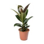 Φίκος – Ficus elastica