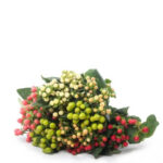 Φρέσκο Κλαδί Υπέρικουμ - Hypericum