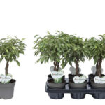 Φίκος – Ficus benjamina “Nina Gevlochten”