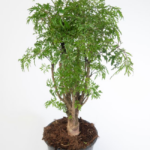 Πολύσια – Polyscias Fruticosa
