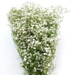 Γυψοφίλη - Gypsophila paniculata ( baby breath)