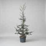 Κέδρος του Άτλαντα - Cedrus atlantica