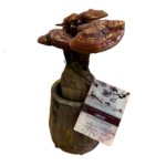 Γανόδερμα - Μανιτάρι της Αθανασίας