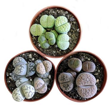 IMG_9B32891686F2-1_370x370_750x_ee9e3ebe-5477-4140-941a-88261b21a863.jpg Κάκτοι stone mix 5,5εκ - Image 1