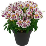 Αλστρομέρια - Alstroemeria mix color
