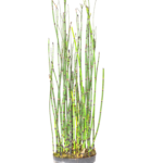 Equisetum - εκουιζέτ