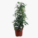 Γιασεμί χιώτικο - Jasminum grandiflorum