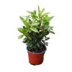 Δάφνη - Laurus nobilis