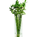 Μπαμπού - Lucky Bamboo Spiraal