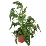 Μονστέρα – Monstera obliqua 'leichtlinii'