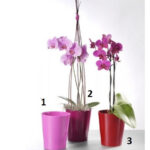 Kασπώ πήλινο oρχιδέας SK Merina