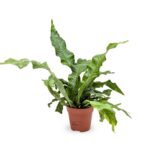 Φτέρη Crocodile fern – Microsorum mussifolium