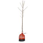 Αμυγδαλιά - Prunus amygdalus