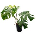 Μονστέρα albo variegata aurea