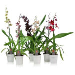 Ορχιδέα - Orchid Cambria Odontoglossum mixtray