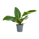 Φυλλόδεντρο – Philodendron Imperial Green