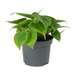 Φυλλοδεντρο – Philodendron scandens