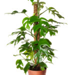 Φυλλόδεντρο - Philodendron Minima mosstok