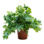 Φυλλόδεντρο - Phlebodium Aureum 'davana'