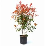 Φωτίνια - Photinia  'Red Robin'