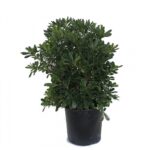 Αγγελική - Pittosporum tobira