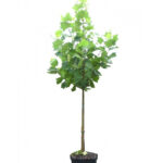 Πλάτανος - Platanus occidentalis