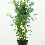 Πλουμπάγκο ή Μπλε Γιασεμί – Plumbago auriculata