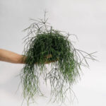 Ριψάλις - Rhipsalis baccifera 'Oasis'