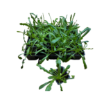 Σταμναγκάθι - Cichorium spinosum