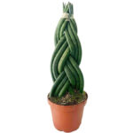 Σανσιβέρια κυλινδρική