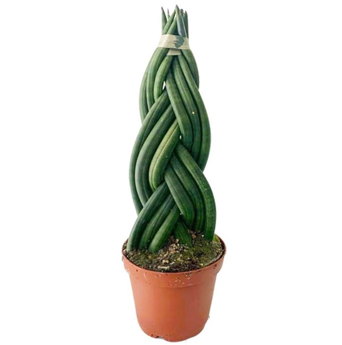 Sansevieria-Cylindrica-Braided-1-1.jpg Σανσιβέρια κυλινδρική - Image 1