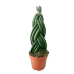 Σανσεβιέρια – Sansevieria cylindrica Braided